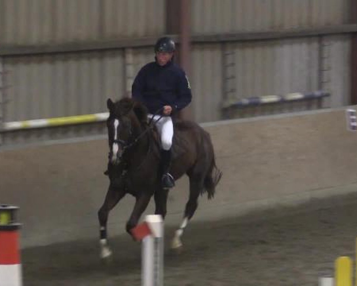 jumper Qufocolo Crazy Stud (Hanoverian, 2009, from FRH Quaid)