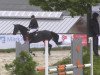 horse Fiamo (Westphalian,  , from Funkenspiel)