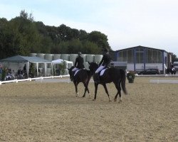 dressage horse El Cazador (Hanoverian, 2008, from Escudo I)