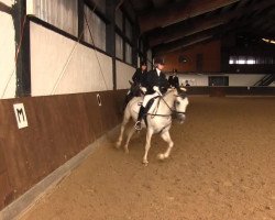 dressage horse Lady (New Forest Pony, 2012)