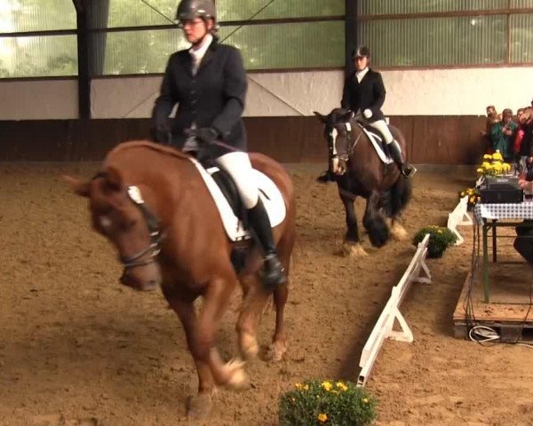 Pferd Bruce brown Sugar (Tinker / Irish Cob / Gypsy Vanner, 2007, von Buster 38)