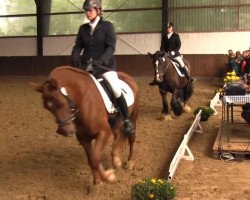 horse Bruce brown Sugar (Tinker / Irish Cob / Gypsy Vanner, 2007, from Buster 38)