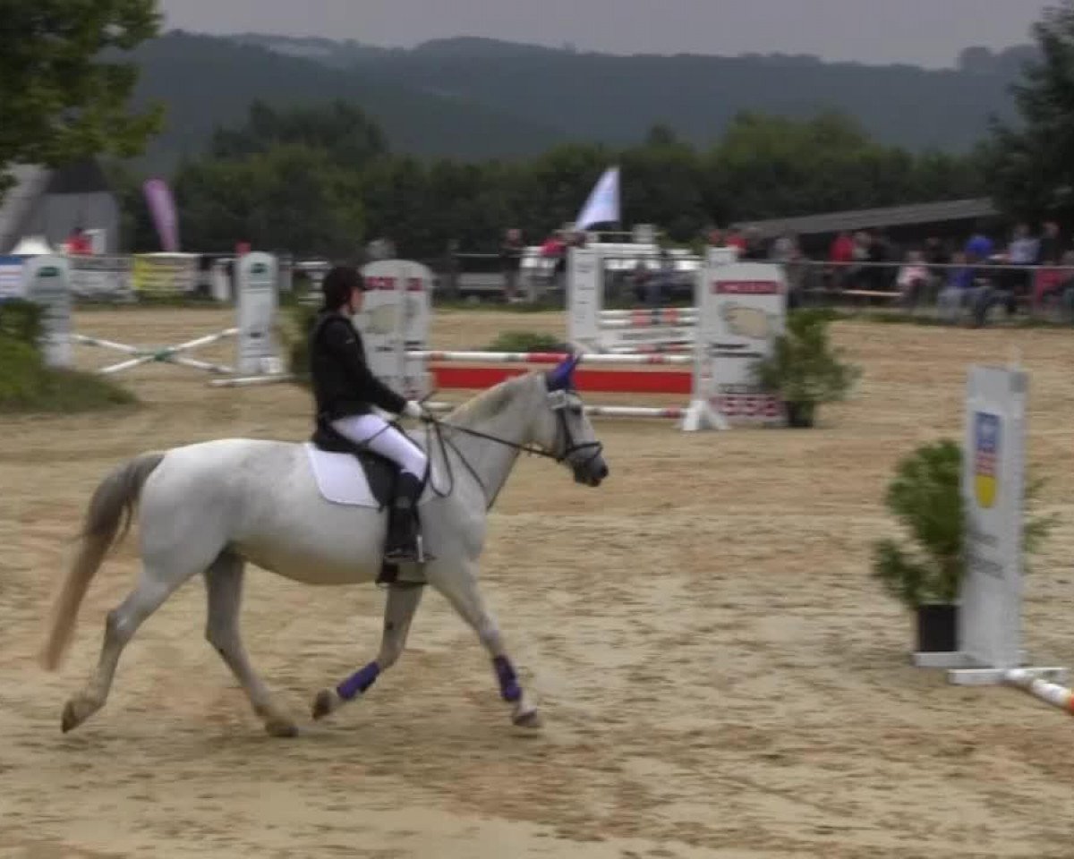 horse Lafee (Hessian Warmblood, 2005, from Lion)