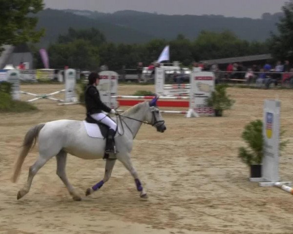 dressage horse Lafee (Hessian Warmblood, 2005, from Lion)