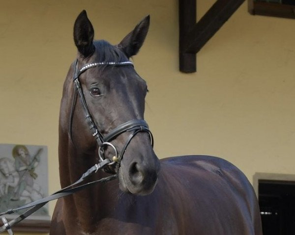 dressage horse Daliah 22 (Württemberger, 2011, from Diamond Star 3)