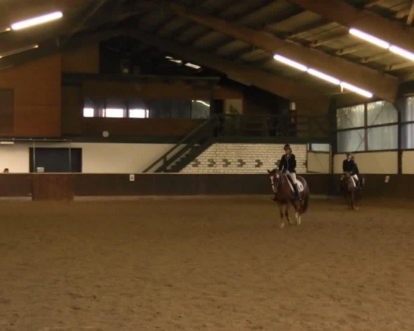 dressage horse Vitalia 4 (German Riding Pony, 2004)
