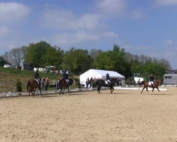 dressage horse Valentino 224 (unknown, 2003)