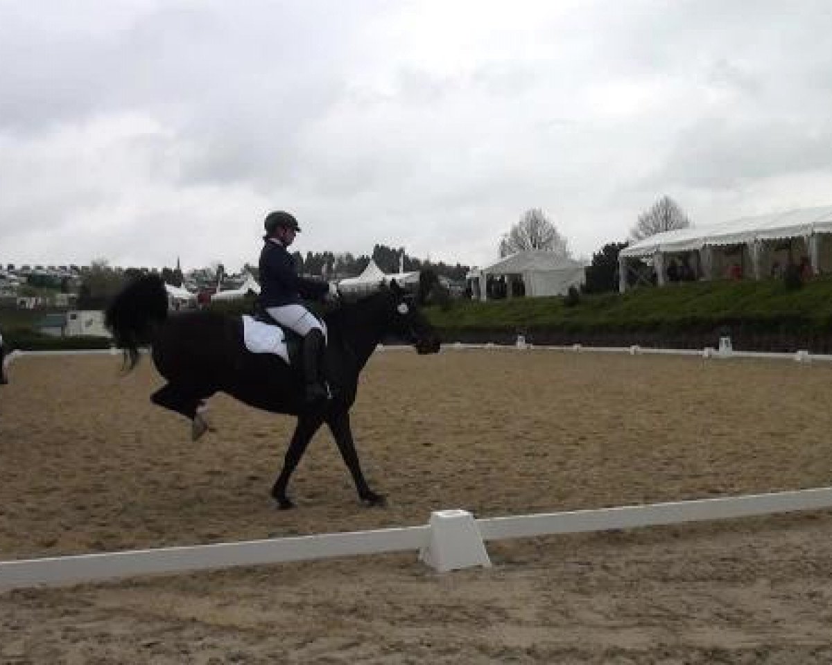 jumper HG Leyla ox (Arabian purebred, 2008, from KP Mazeer EAO)