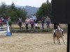 broodmare Alina 462 (Haflinger, 2001, from Aberlord)