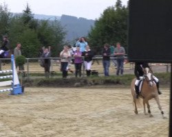 broodmare Alina 462 (Haflinger, 2001, from Aberlord)