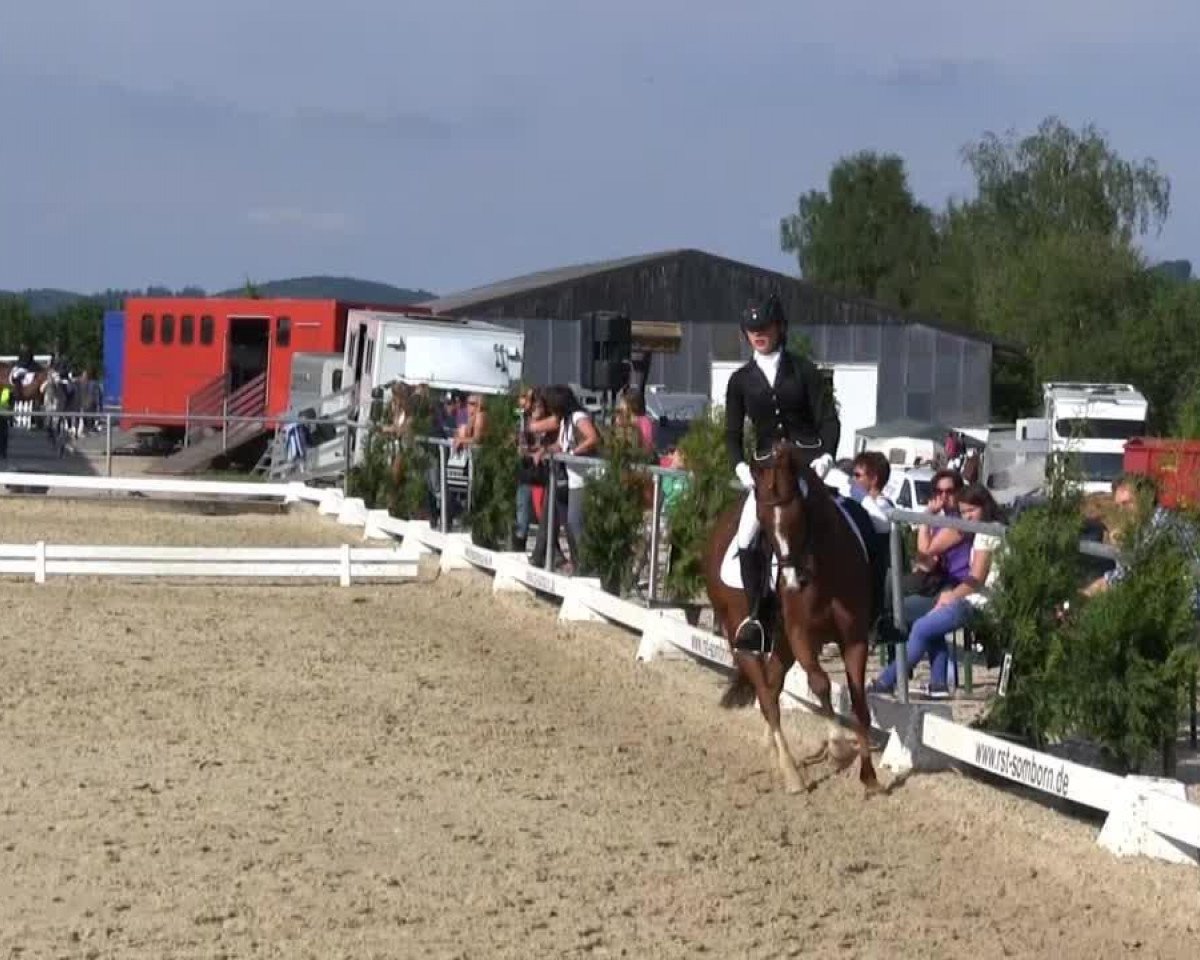 dressage horse Daddy Cool 49 (German Riding Pony, 2003, from Danny Goes Ahead)