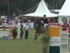 Springpferd Cartown Danger Mouse (Irish Sport Horse, 2006, von Olympic Lux)