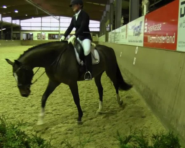 dressage horse Sandor P (German Sport Horse, 2009)