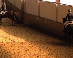 dressage horse Dancing Diddi (Westphalian, 2007, from Damon Hill)