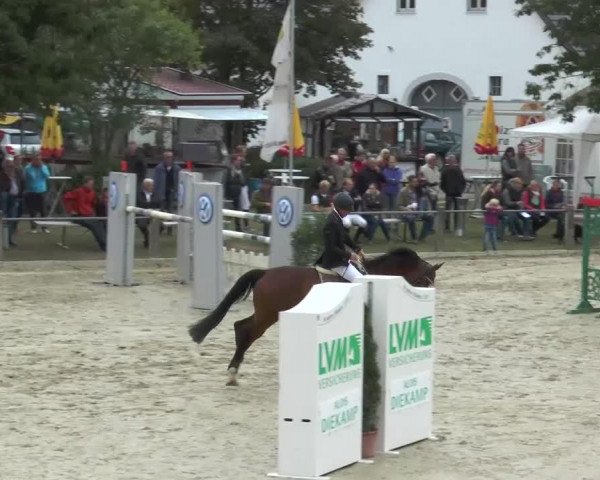 Springpferd Marcepan (Polnisches Warmblut, 2002, von Correro)