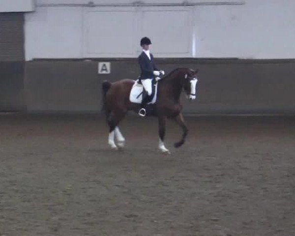 dressage horse Lucidor 3 (Westphalian, 2009, from Lugato)