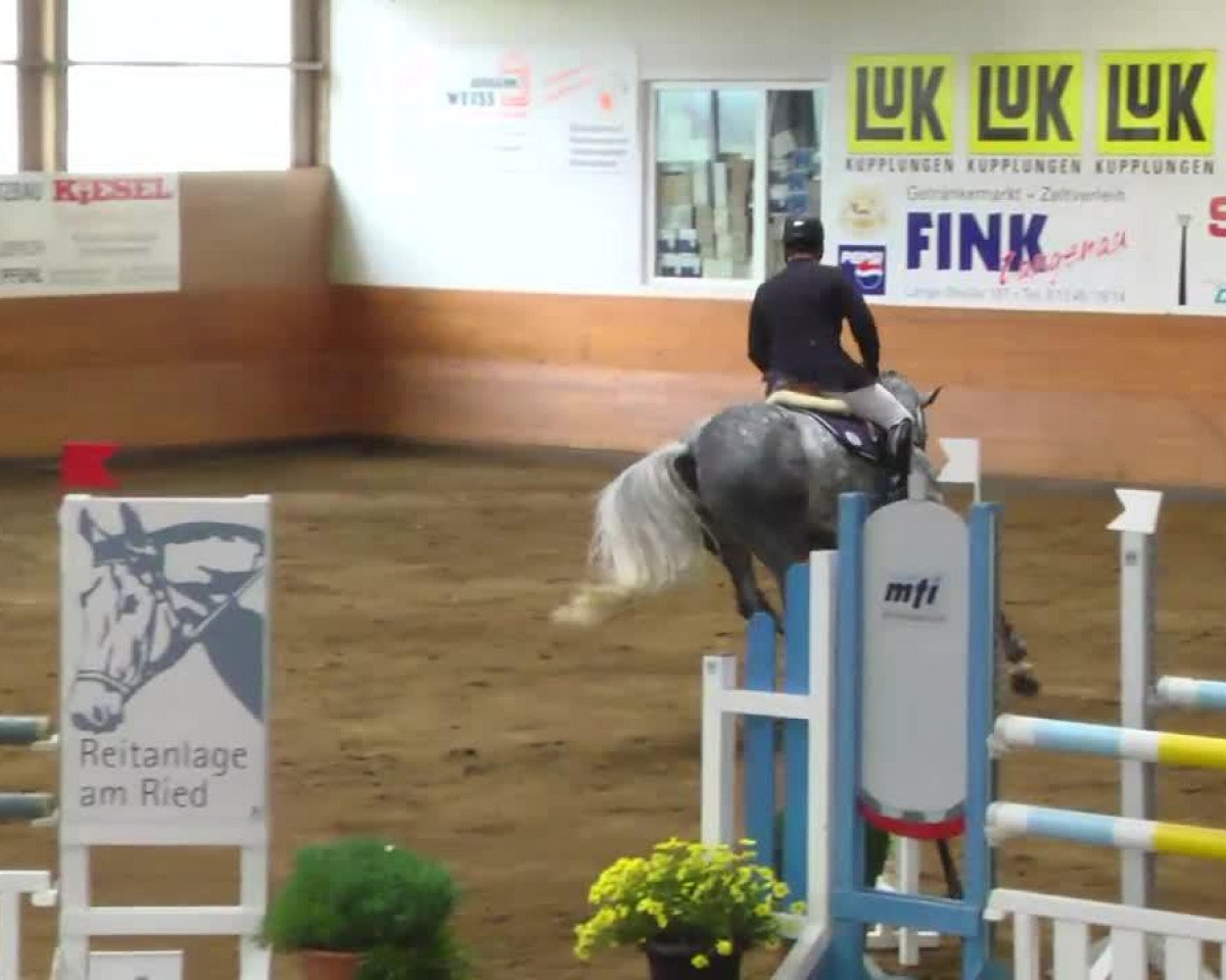 jumper Coco La Diva (Holsteiner, 2008, from Cachas)