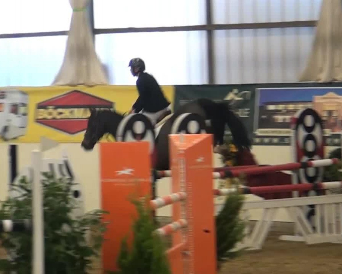 Springpferd Cooper 153 (Holsteiner, 2007, von Cristo)