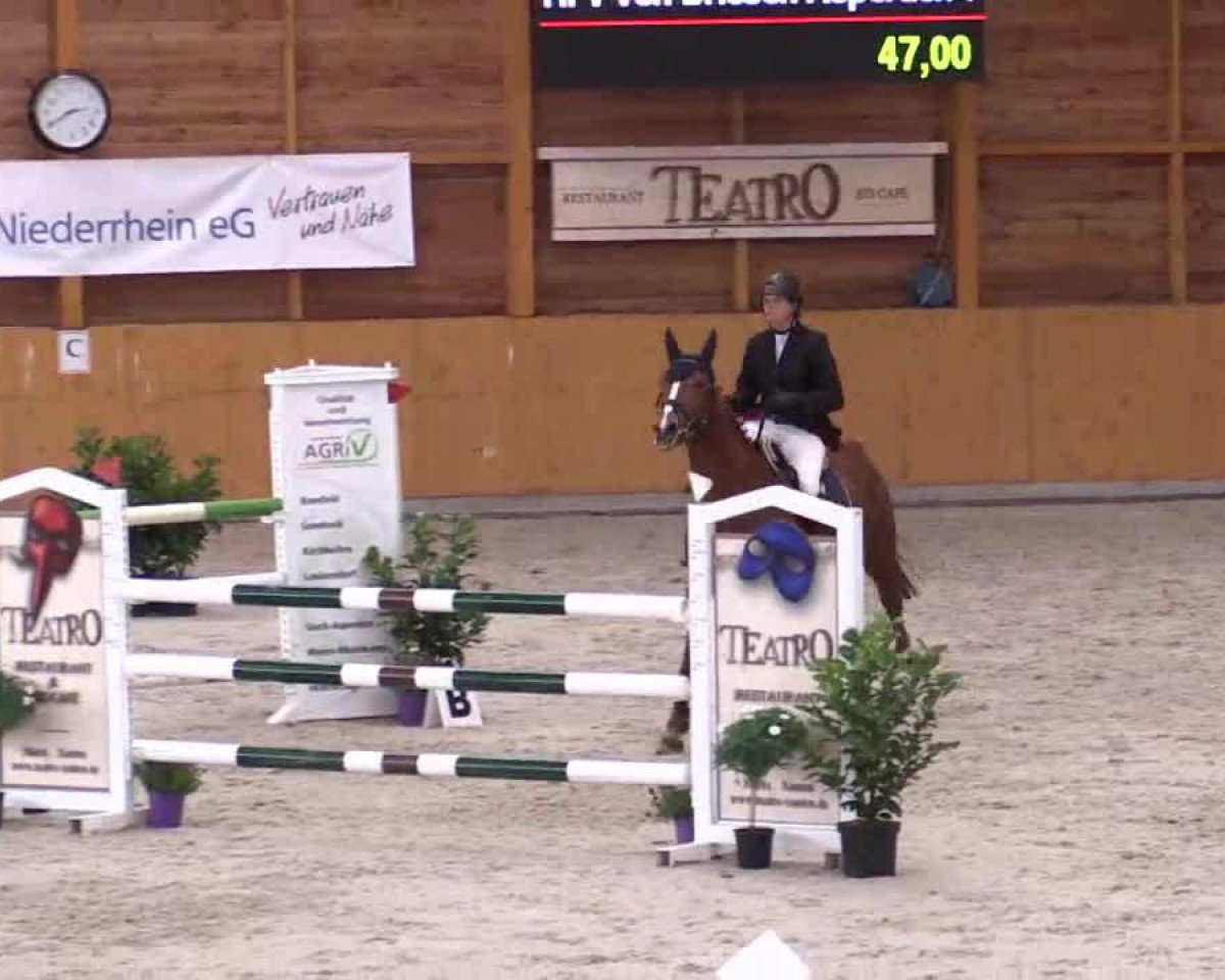 broodmare Centième du Soleil (Oldenburg show jumper, 2008, from Cento)