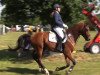 jumper Comtino (Hanoverian, 2009, from Comte)