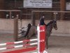 jumper Cochac (Oldenburg show jumper, 2009, from Catoki)