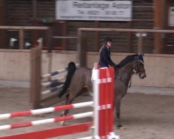 jumper Cochac (Oldenburg show jumper, 2009, from Catoki)