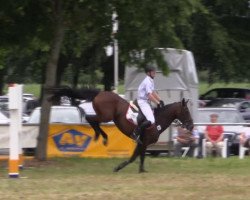 broodmare Diamond Girl 24 (Oldenburg, 2004, from Diamond Hit)