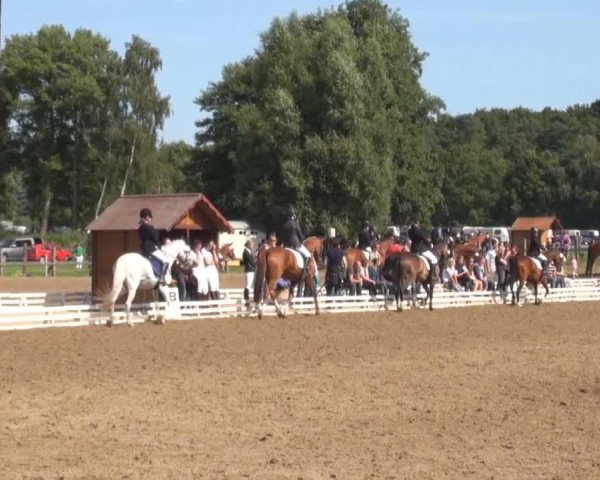 dressage horse Swing (unknown, 2000)