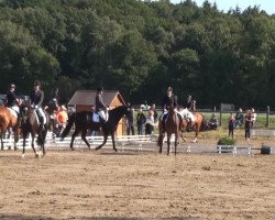 dressage horse Easy O (Hanoverian, 2006)