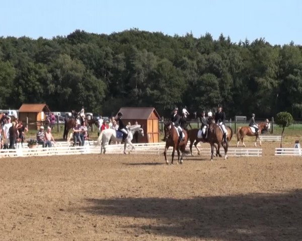 dressage horse Tassilo 154 (unknown, 1992)