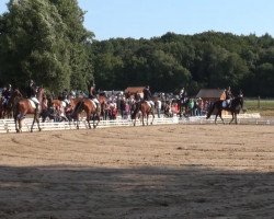 dressage horse Elvis (Selle Français, 2007)