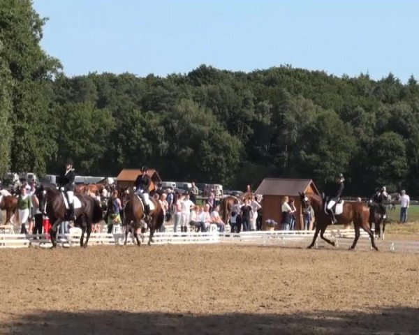 dressage horse Shakina (unknown, 2005)