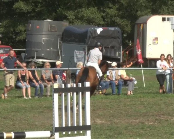 Pferd Zarsoon (Deutsches Reitpony, 2003, von Zahib ox)