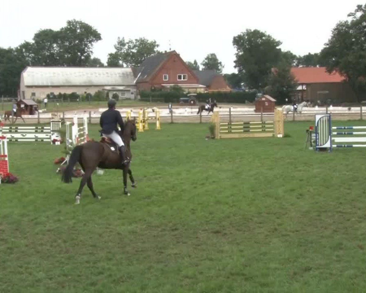 Springpferd Speedy Gonzales 47 (Hannoveraner, 2006, von Stakkato)