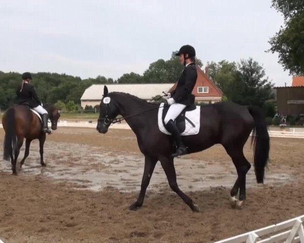 dressage horse Domingo 628 (Hanoverian, 2006)