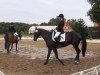 dressage horse Domingo 628 (Hanoverian, 2006)