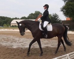 dressage horse Da Capo 208 (unknown,  )