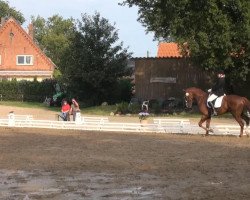 dressage horse Sky Walker (German Riding Pony, 2008, from Cool Dancer)