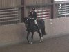 dressage horse Nacro's Future G (German Riding Pony, 2009, from Nacromancer in the dark)