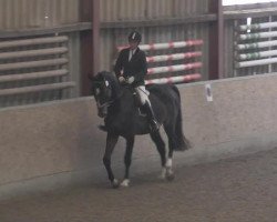 dressage horse Nacro's Future G (German Riding Pony, 2009, from Nacromancer in the dark)