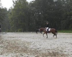 dressage horse Belly Deluxe F.A.H.B. (Hanoverian, 2010, from Barclay 20)