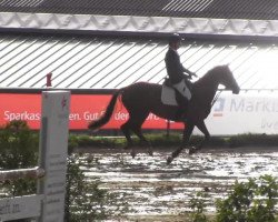 dressage horse Dreamtime 6 (Westphalian, 2006, from Dream On)