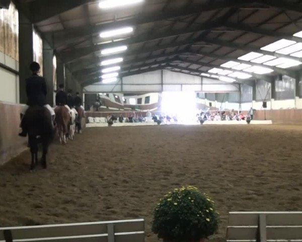 dressage horse Carina 447 (German Riding Pony, 1990)