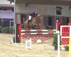 jumper Sanloubet (Oldenburg show jumper, 2007, from Sandro Boy)