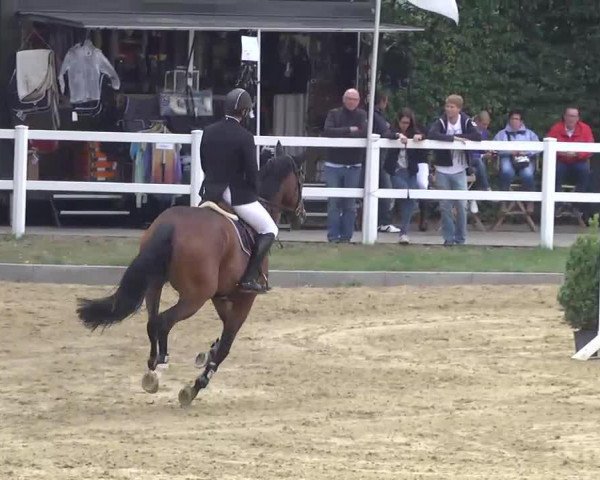 Springpferd Cas Blh (Koninklijk Warmbloed Paardenstamboek Nederland (KWPN), 2007, von Vittorio)