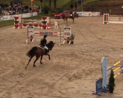 dressage horse Clintano 5 (Holsteiner, 2008, from Clinton I)