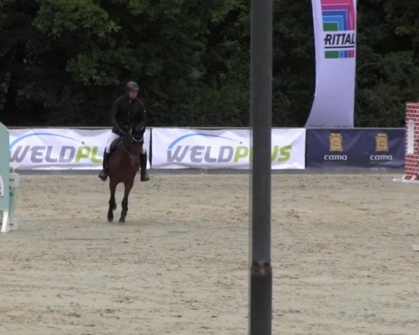 jumper Quiz 7 (Oldenburg show jumper, 2009, from Quattro B)