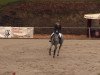 jumper Clinty (Belgian Warmblood, 2009, from Clintissimo 197 FIN)