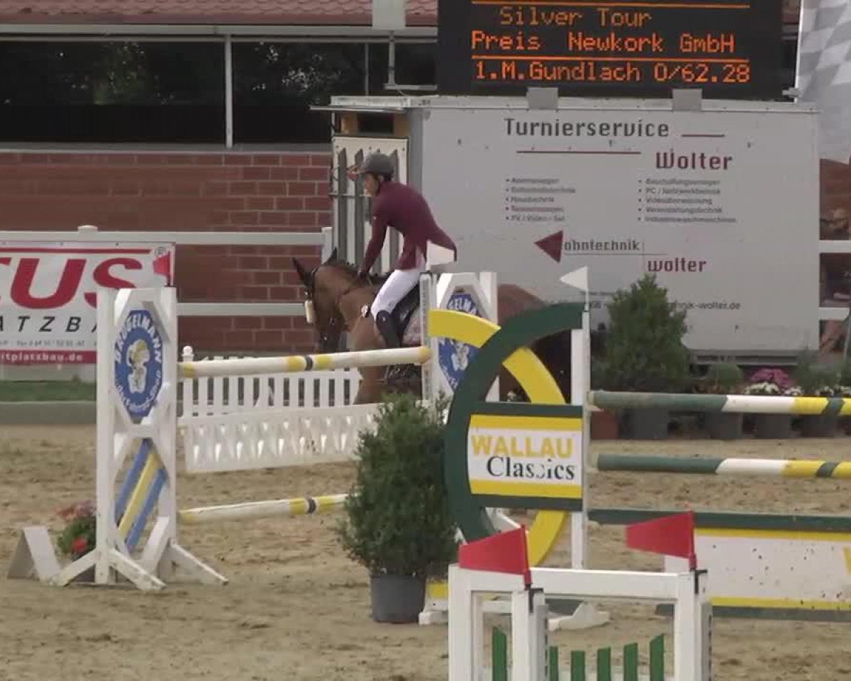 Springpferd Diamond Delemma (Irish Sport Horse, 2000, von Olympic Lux)