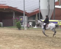 jumper Mickey Blue Eyes (Belgian Warmblood, 1999, from Canadian River)